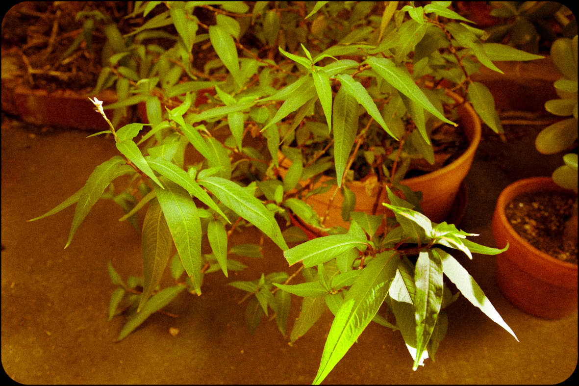 Persicaria odorata, Vietnamese coriander 