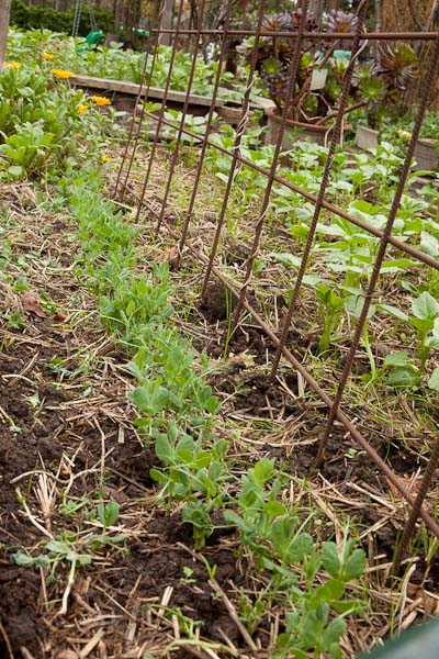Peas and trellis - Rio steel mesh, makes a great trellis, it is very strong, and bends to form an arch. 