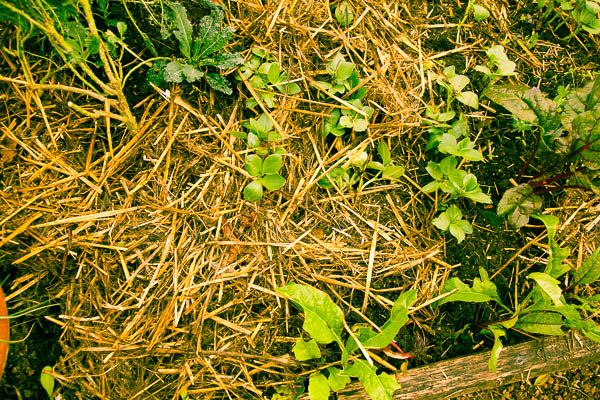 Straw from the chicken run thickly covering beans. 