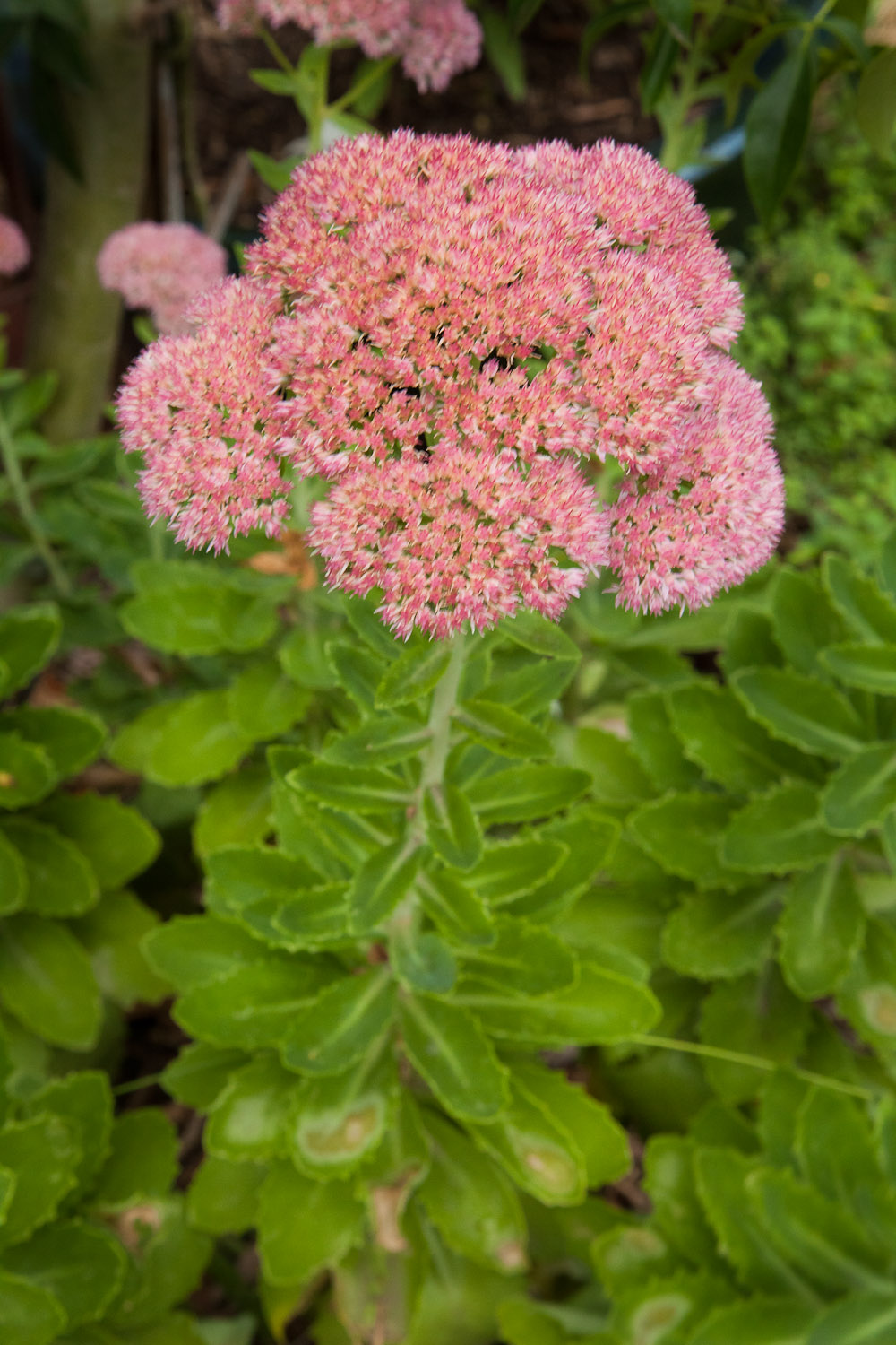 Strong structural form of Sedum leaves. 