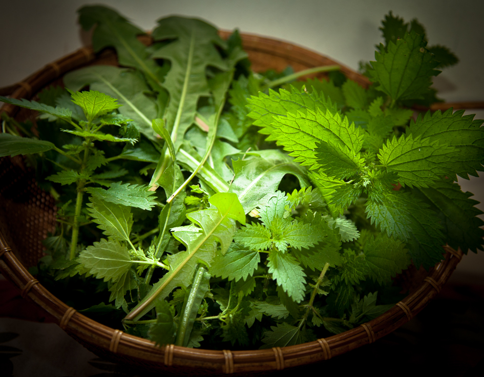 Stinging nettle, dandelion, and parsley from the garden. 