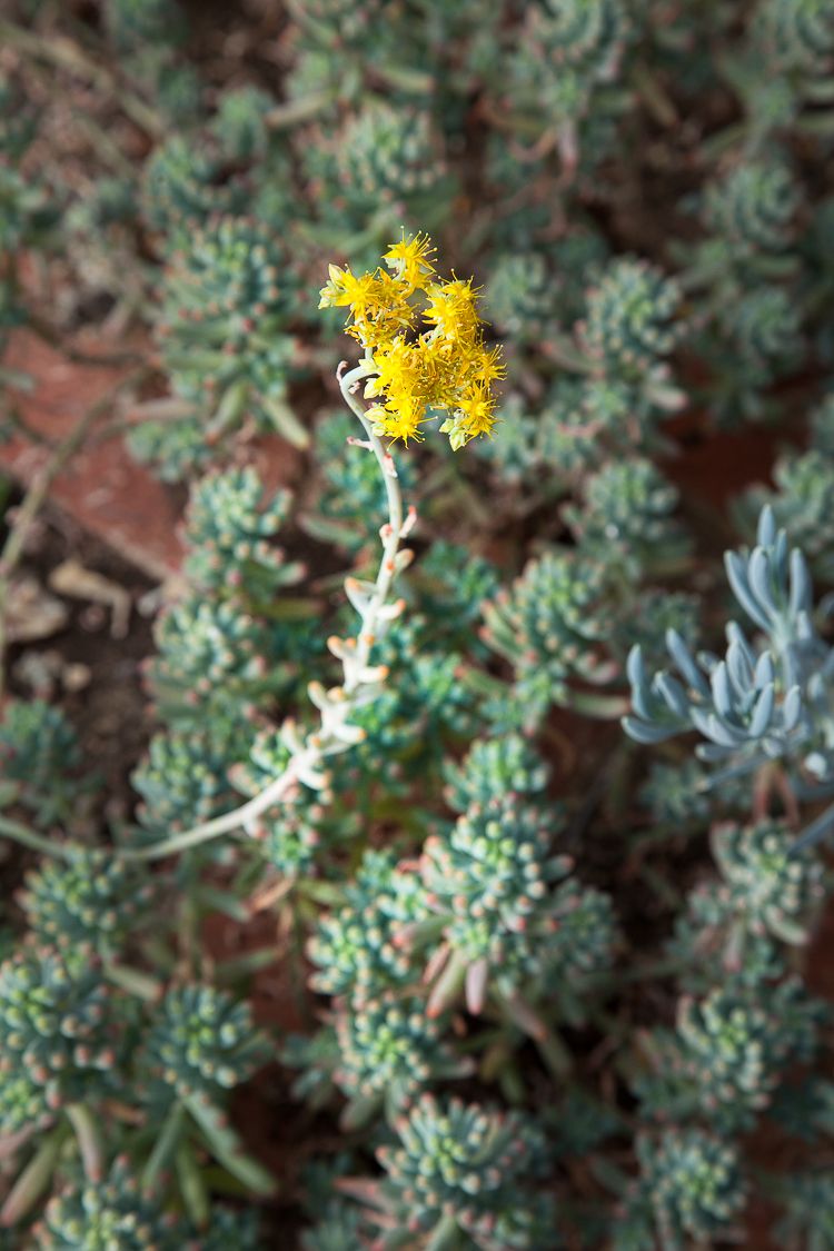 Sedum pachyphyllum, Jelly Beans. A clump forming evergreen succulent with bright small yellow flowers borne at the tip of a slim stalk.  This succulent herb is slowly spreading through the greenhouse. It is very easy to maintain and looks wonderful. 
