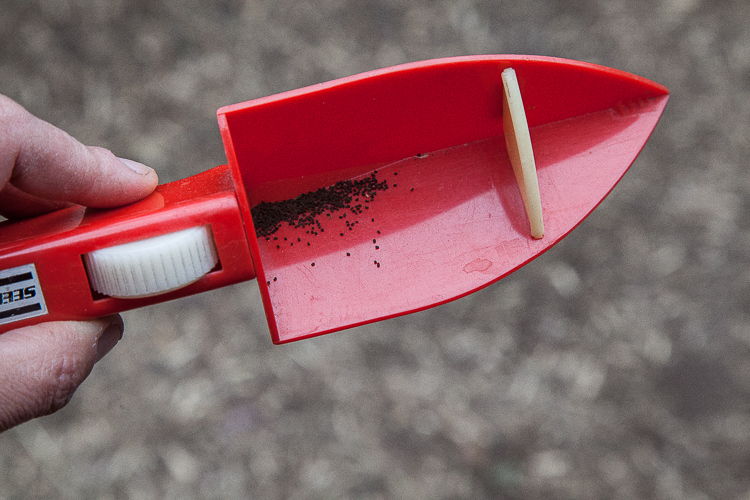 For very small seeds such as these snap dragon flower seeds I use this seed dispensing trowel.