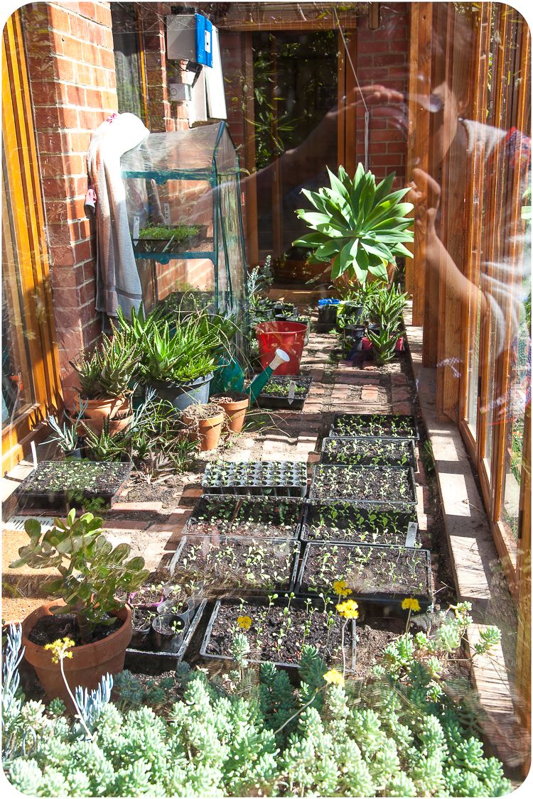 The larger greenhouse takes seed trays that have already germinated. Th smaller greenhouse is used to germinate seeds. 