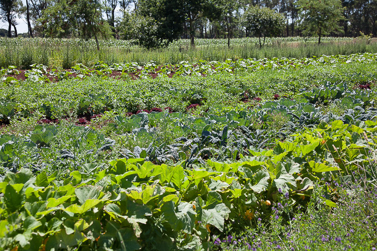 A beautiful view, of rows of vegetables.