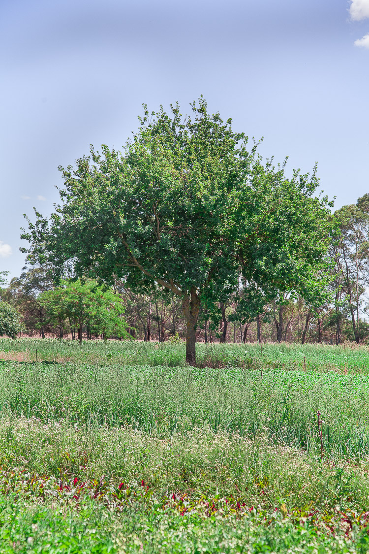Trees inter-planted among vegetable paddocks.