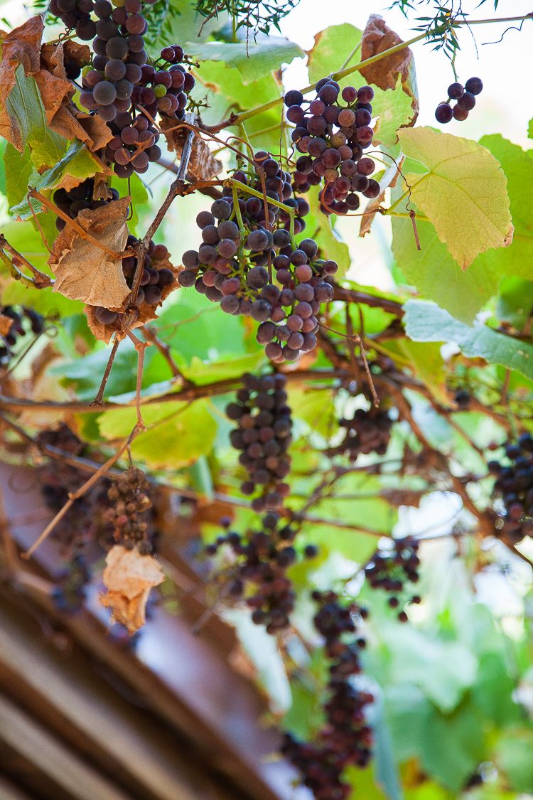 The grape vine provides delicious grapes and is an important shade cover from the setting sun. 