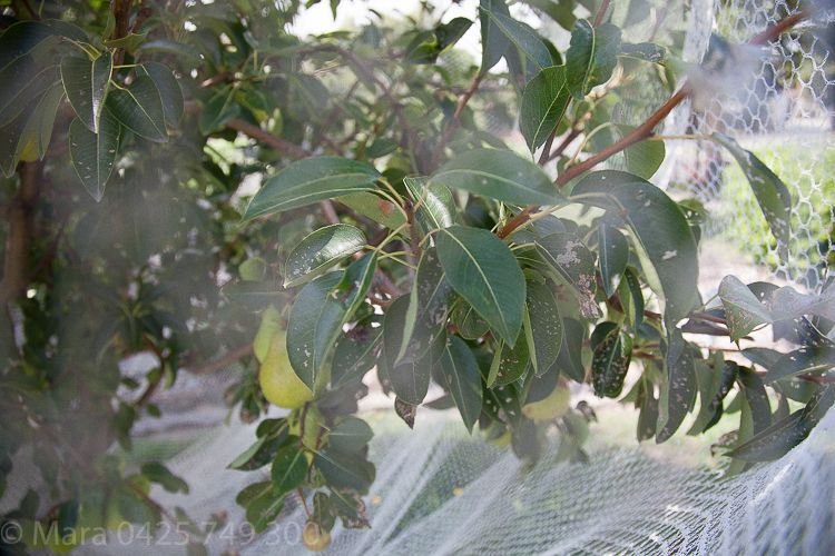 Bird netting has kept the birds away but not the cherry slug which has profoundly consumed the pears leaves, and yet the harvest seems unaffected with plenty of pears in sight. 