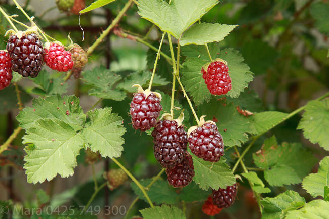 Garden fruits: boysenberries: summer harvest. 