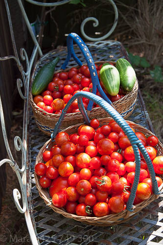 Tomato harvest March 2015. 