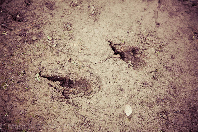 Kangaroo tracks. 