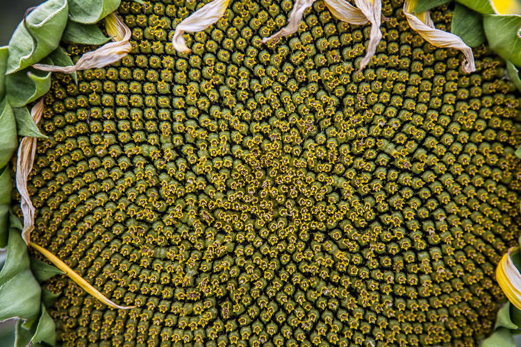 Look at all the tiny flowers that make up this inflorescence. The head of a sunflower is not one flower but hundreds. Each small flower will produce one sunflower seed.