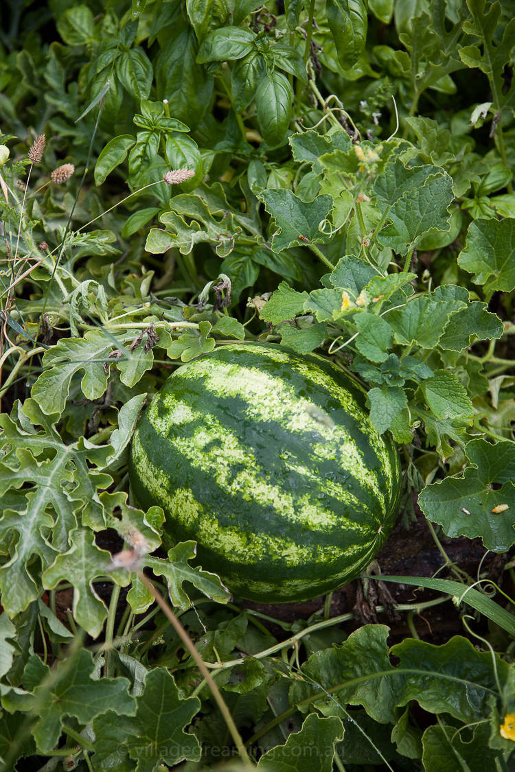 Watermelon growing in Blampied's cool temperate climate. The timing of planting is so tight here. With a tiny window of warm weather it is important to sow seeds the very second that warm weather speaks.
