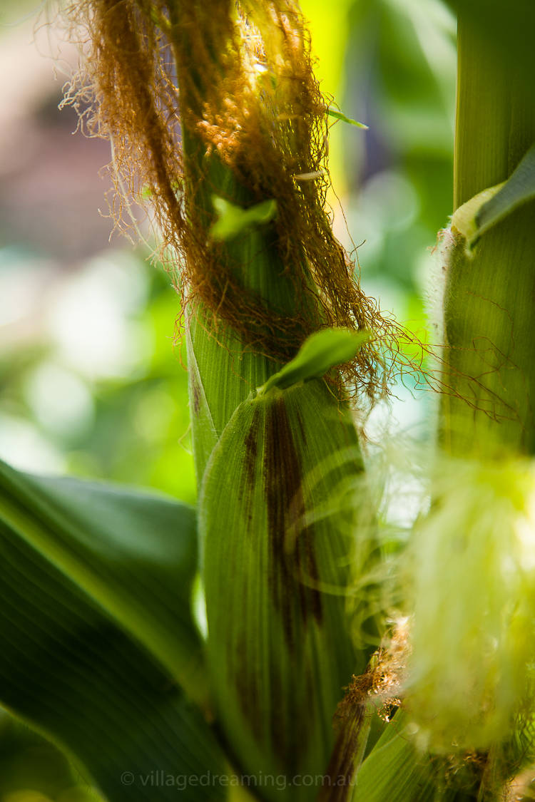 Corn detail.