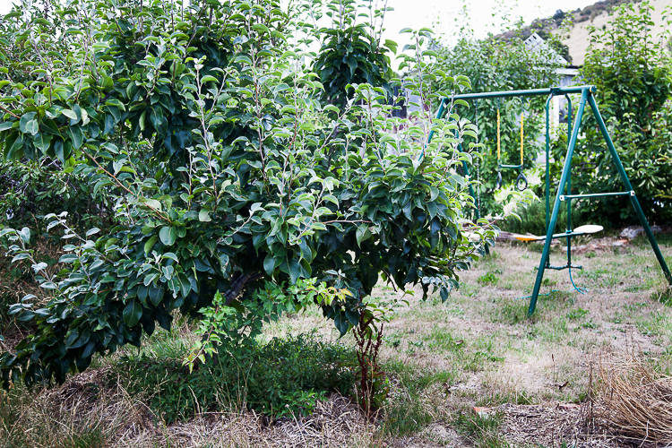 Fruit trees and swings.
