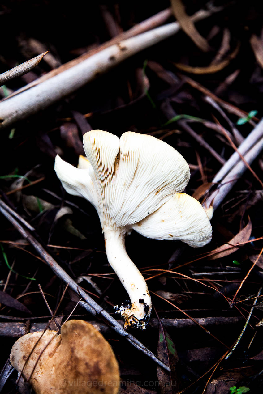 mushrooms (24 of 37)
