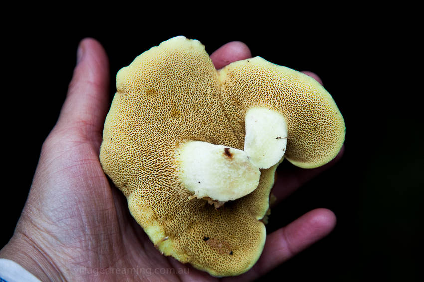 mushrooms (27 of 37)