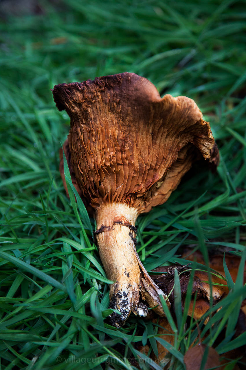 mushrooms (31 of 37)