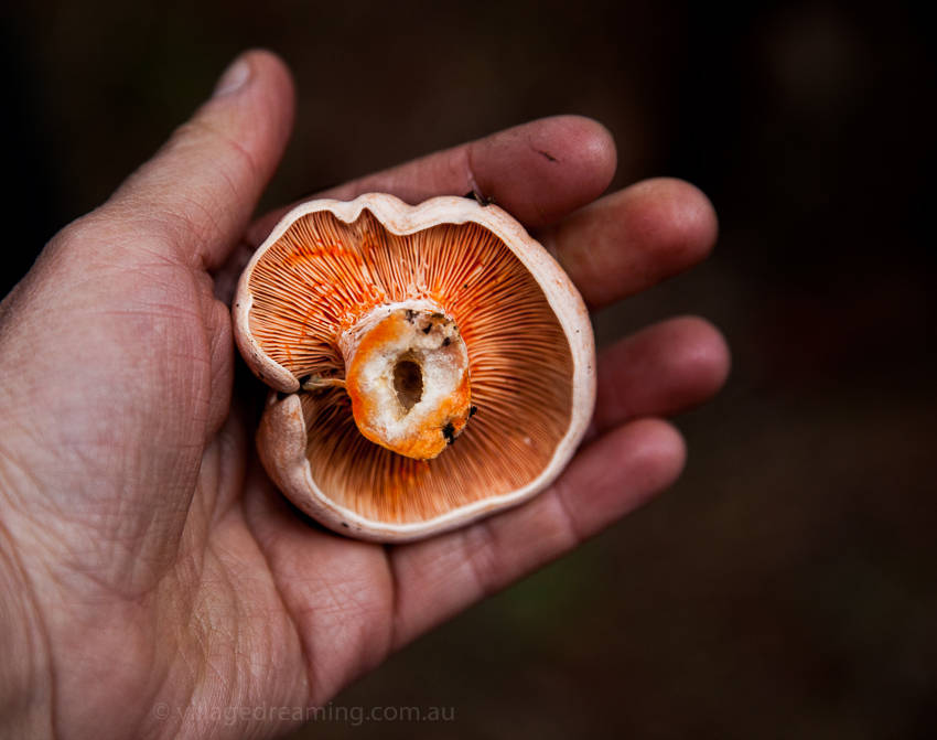 mushrooms (35 of 37)