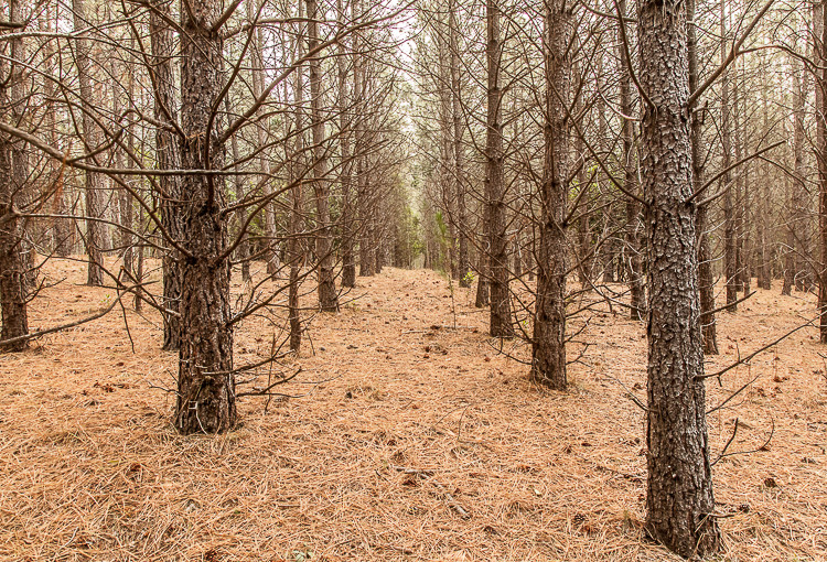 Pine mushroom forest, Eganstown, Victoria. 