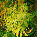 From 6 cuttings Sage