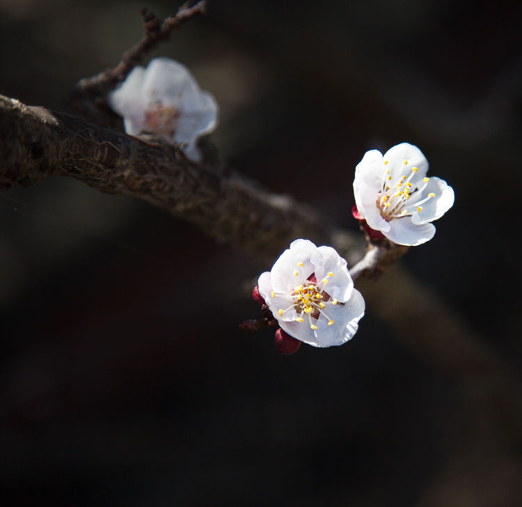 Plum blossom. 