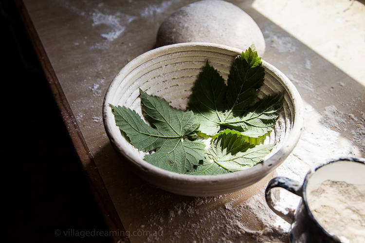 Hop leaves from the garden are used to line the bread basket, these will stay on the bread during the bake and leave their shape imprinted on the dough. 